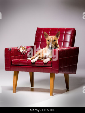 Female miniature bull terrier laying on a destroyed armchair. Stock Photo