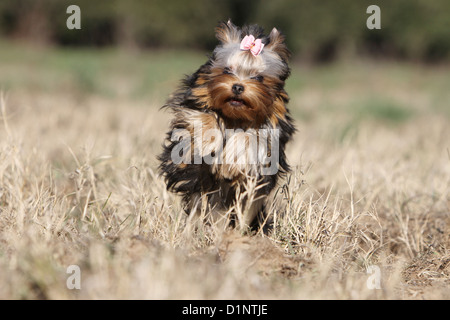 Dog Yorkshire Terrier puppy running Stock Photo