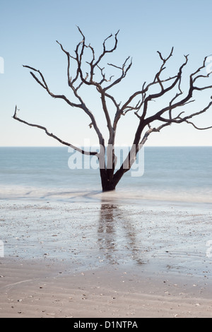 'Bloom where you are planted' doesn't work when the environment changes. Live Oak tree standing in the ocean after beach erosion Stock Photo