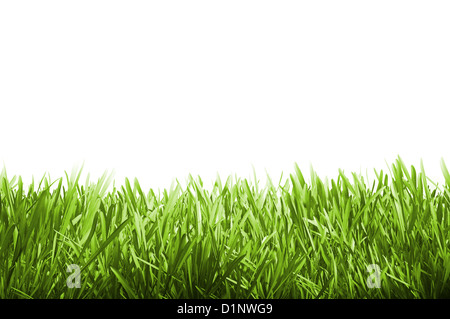 Green grass isolated on white - vector Stock Photo - Alamy