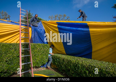 Hispanic workmen in Laguna Niguel, CA, cover a home with a gasproof tent prior to fumigation for termite infestation. Stock Photo