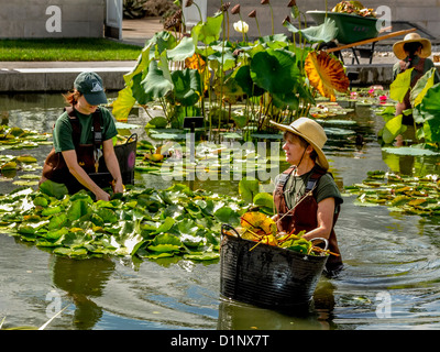 Wearing waterproof waders, two gardeners tend water lilies at the Haupt Conservatory pond at the New York Botanical Gardens. Stock Photo