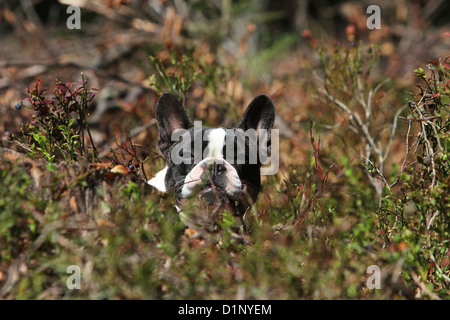 Dog French Bulldog / Bouledogue �������ç������ adult lying on the forest Stock Photo