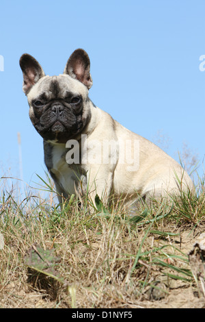 Dog French Bulldog / Bouledogue �������ç������ adult sitting on a meadow Stock Photo