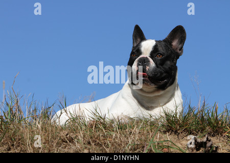 Dog French Bulldog / Bouledogue Français adult lying on a meadow Stock Photo