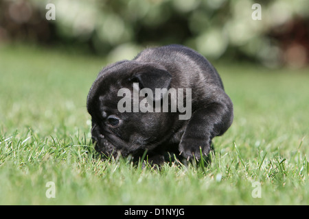 Dog French Bulldog / Bouledogue Français brindle puppy feels the grass Stock Photo