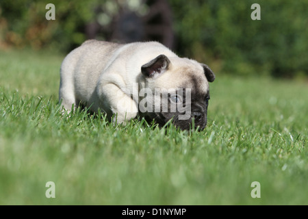 Dog French Bulldog / Bouledogue Français fawn puppy smelling in the grass Stock Photo