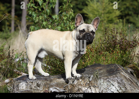 Dog French Bulldog / Bouledogue �������ç������ adult standard profile Stock Photo