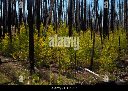 Young Aspen trees in fall, with fire-damaged Lodgepole Pines, Kaibab National Forest, Grand Canyon National Park, Arizona, USA Stock Photo