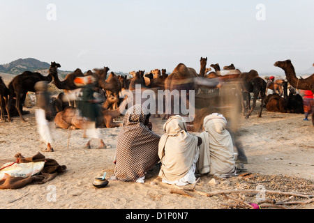 Camel traders sit on the ground watching their camels at the annual camel fair in Pushkar Rajasthan India Stock Photo