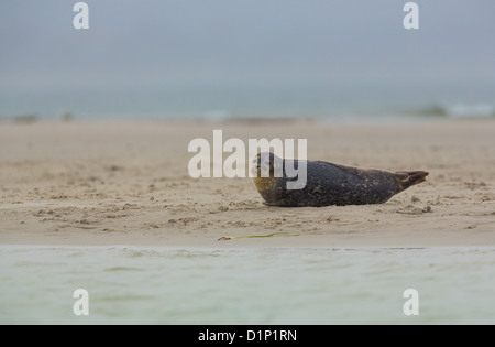 Seals lying on a beach in southern Sweden Stock Photo