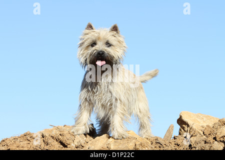 Dog Cairn Terrier adult wheaten standing face Stock Photo