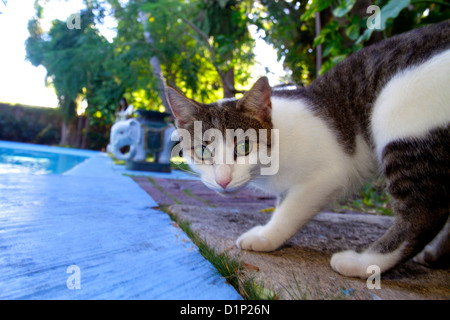 Florida Key West Florida,Keys Whitehead Street,The Ernest Hemingway Home & and Museum,cat cats,in ground swimming pool,visitors travel traveling tour Stock Photo