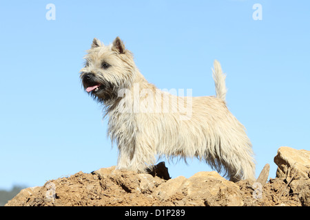 Dog Cairn Terrier adult wheaten standing profile Stock Photo