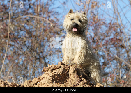Dog Cairn Terrier adult wheaten standing Stock Photo