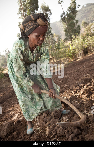 A farmer tills her farmland in Ankober, Ethiopia. Stock Photo