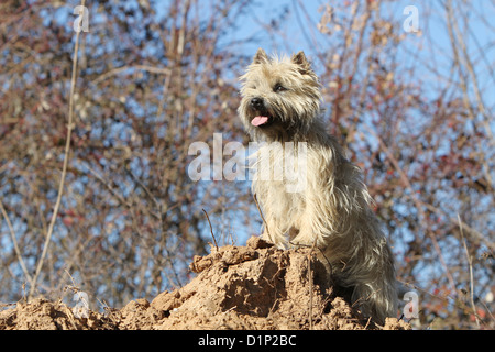 Dog Cairn Terrier adult wheaten standing profile Stock Photo