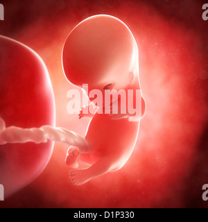 Foetus at 10 weeks, artwork Stock Photo