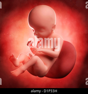 Foetus at 23 weeks, artwork Stock Photo
