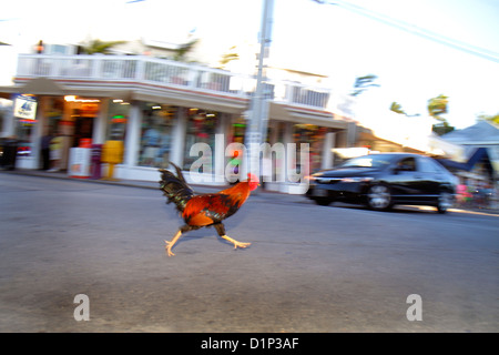 Key West Florida,Keys Front Street,loose rooster,running,vehicle,FL121125156 Stock Photo