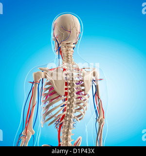 Vascular system, artwork Stock Photo