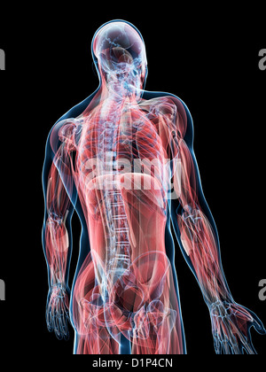 Male musculature, artwork Stock Photo - Alamy