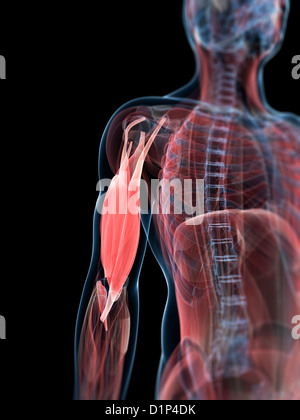 Medical illustration of human arm muscles, four side views Stock Photo