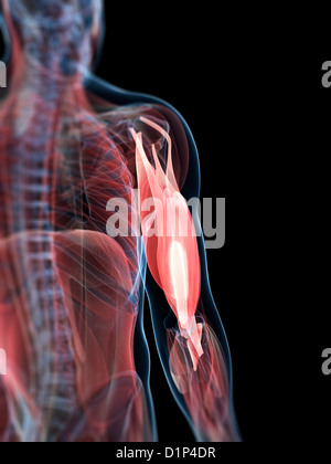 Upper arm muscles, artwork Stock Photo