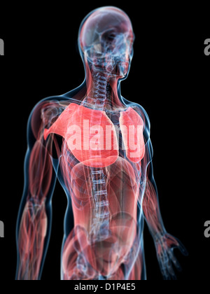 Human chest muscles (pectoralis major), illustration Stock Photo - Alamy