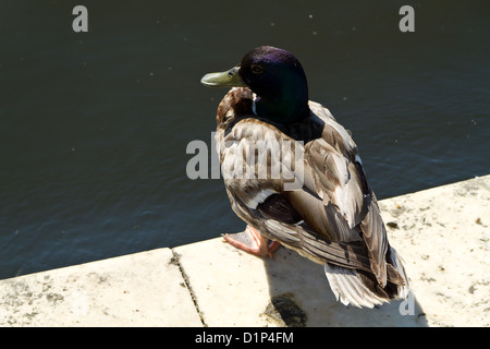 Duck on the Lake Weißensee in Pankow in Berlin, Germany Stock Photo