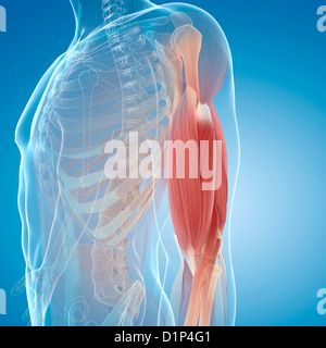 Medical illustration of human arm muscles, four side views Stock Photo