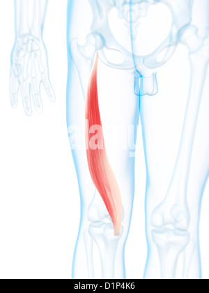 Thigh muscle, artwork Stock Photo