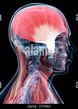 Jaw muscle, artwork Stock Photo