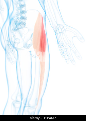 Thigh muscle, artwork Stock Photo