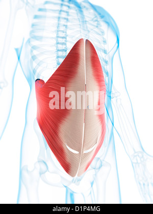 Abdominal muscles, artwork Stock Photo