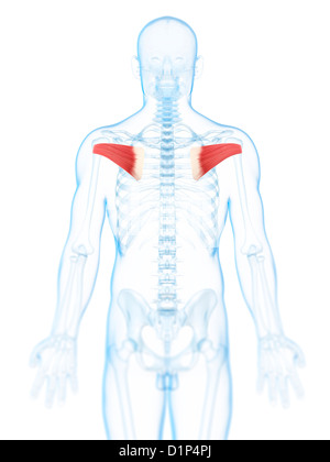Human back muscles, illustration Stock Photo: 118698818 - Alamy