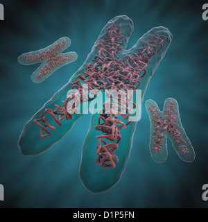 Computer illustration of human chromosomes Stock Photo - Alamy