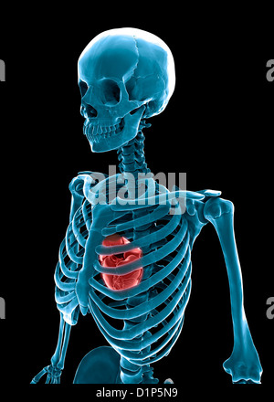 skeleton chest human part anatomy Stock Vector Art & Illustration