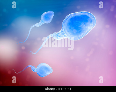 Human sperm cells, artwork Stock Photo