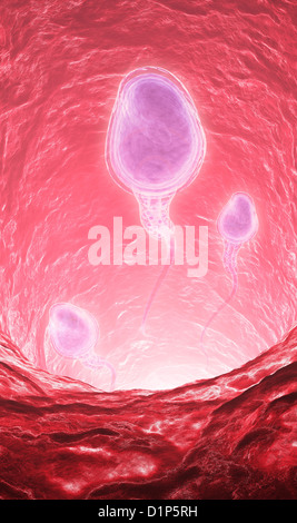Human sperm cells, artwork Stock Photo