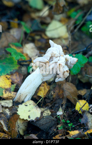 White Saddle Helvella crispa fruiting body growing in leaf litter Stock Photo