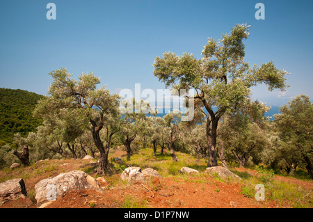 An olive grove overlooking the sea on a Greek island Stock Photo