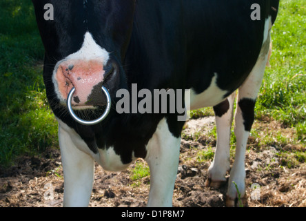 young frisian bull cow with a ring in his nose Stock Photo