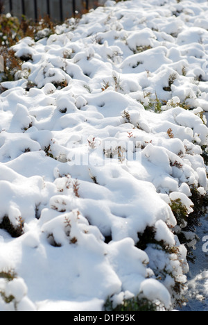 Snow on the holly tree Stock Photo