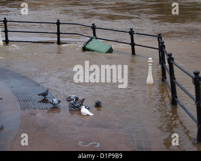 Pigeons bathing in flood water, River Severn, Bewdley, Worcestershire. UK Stock Photo