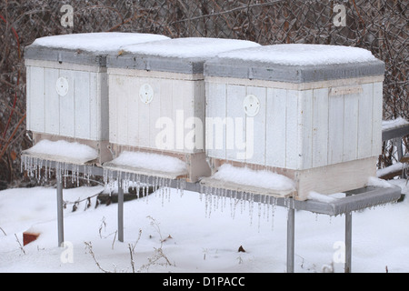 The beehives covered by ice after the night ice rain. Location: Male Karpaty, Slovakia. Stock Photo