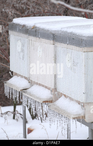 The beehives covered by ice after the night ice rain. Location: Male Karpaty, Slovakia. Stock Photo