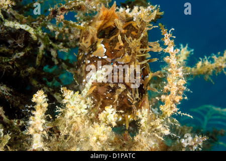 A Sargassum Frogfish hides on drifting seaweed in open ocean Stock Photo