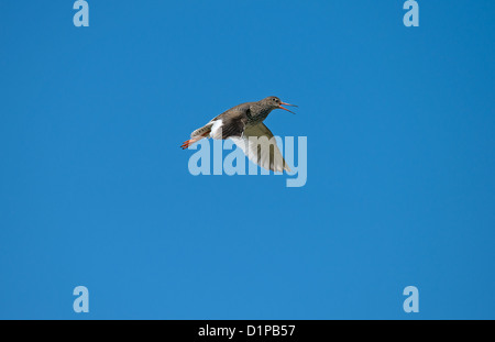 Common Redshank in flight display calling UK Stock Photo - Alamy
