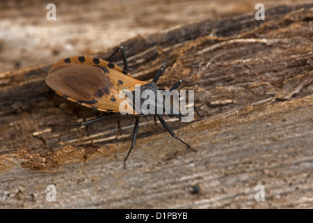 Kissing bug Triatoma dimidiata,the major vector of Trypanosoma cruzi in Costa Rica,  Transmits Chagas' disease,family reduviidae Stock Photo